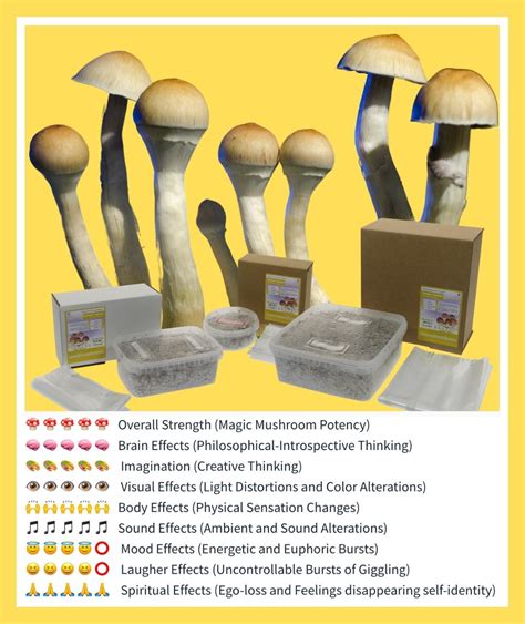 The different stages of magic mushroom growth: a guide for online kit users